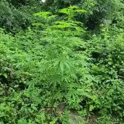 Guerilla grow