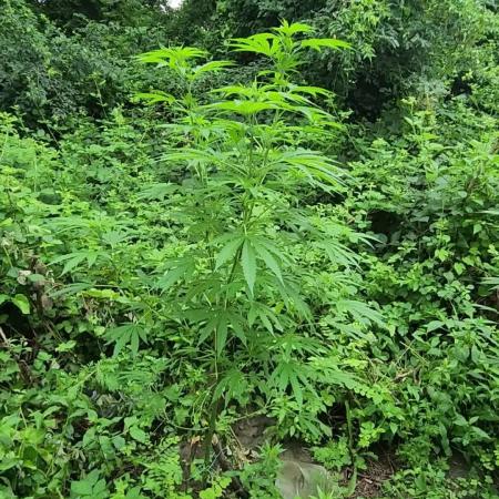 Guerilla grow