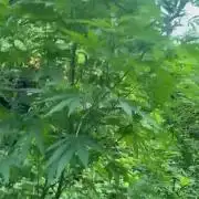 Guerilla grow