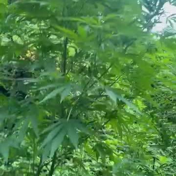 Guerilla grow