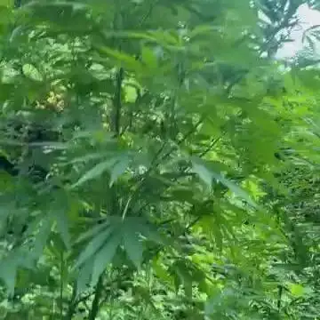 Guerilla grow