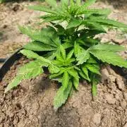 auto white widow (Pyramid seeds) 2026