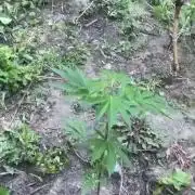 Guerilla grow