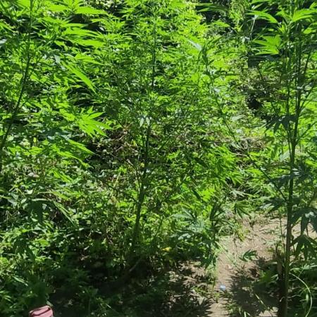 Guerilla grow