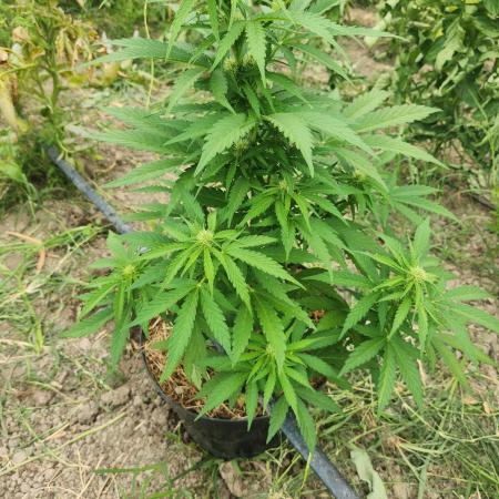 auto white widow (Pyramid seeds) 2026