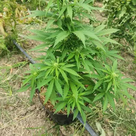 auto white widow (Pyramid seeds) 2026