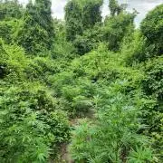 Guerilla grow