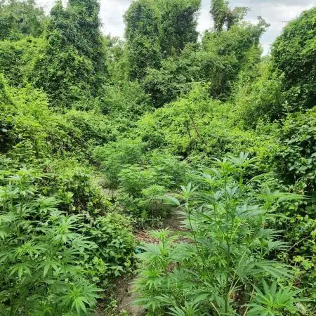 Guerilla grow