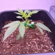 Karma Pina OZ