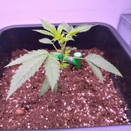 Karma Pina OZ