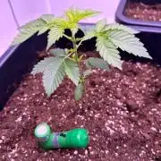 Square One Genetics Deepwater Cherry