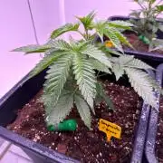 Square One Genetics Deepwater Cherry