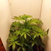 Grandpa's Diesel