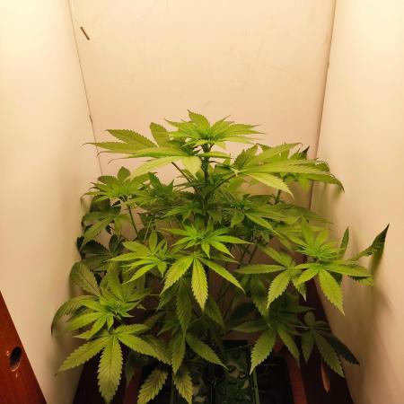 Grandpa's Diesel