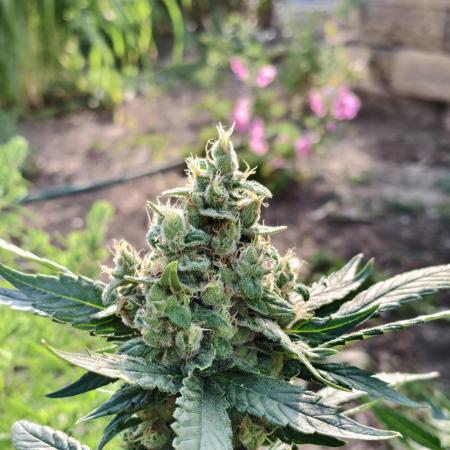 Grandpa's Diesel