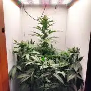 Grandpa's Diesel