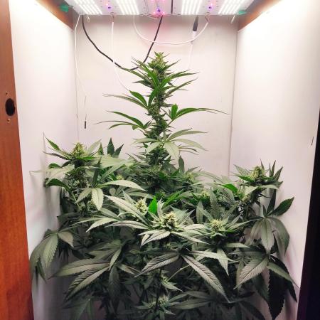 Grandpa's Diesel
