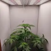 Grandpa's Diesel