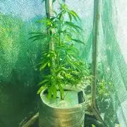 Red red vine от Perfect tree. Клон.