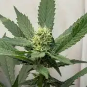 Grandpa's Diesel