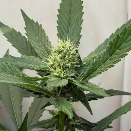 Grandpa's Diesel