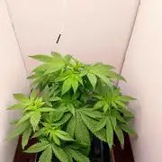 Grandpa's Diesel