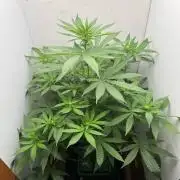 Grandpa's Diesel