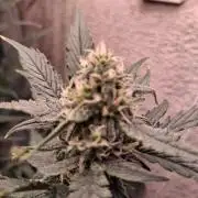 42munichgrow