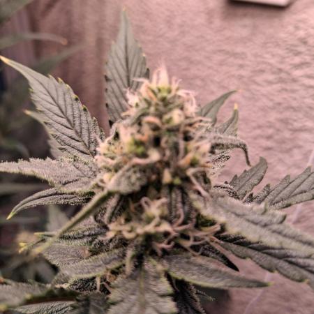 42munichgrow
