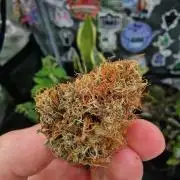 CBD-Mazar
