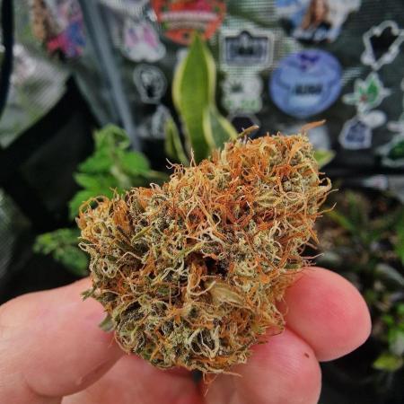 CBD-Mazar