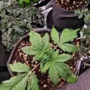 Stresskiller CBD 1:1 (autoflower)
