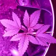 AK 47 Ultra outdoor