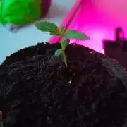 AK 47 Ultra outdoor