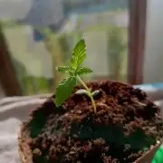 AK 47 Ultra outdoor