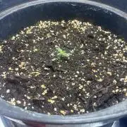 2. Perpetual grow