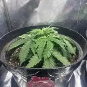1. Perpetual grow