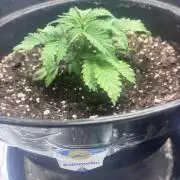 2. Perpetual grow