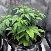 Perpetual grow - RQS Purplematic CBD