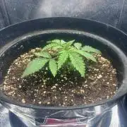 1. Perpetual grow
