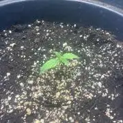 Perpetual grow - 42 mix pack