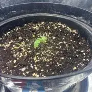 3. Perpetual grow