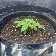 3. Perpetual grow