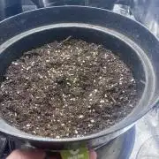 4. Perpetual grow