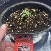 1. Perpetual grow