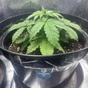 3. Perpetual grow