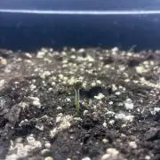 4. Perpetual grow