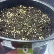 4. Perpetual grow