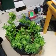 TANGIE Auto - Balkón