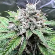 My First Grow